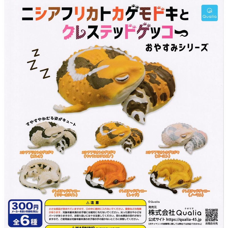 Hemitheconyx Caudicinctus & Correlophus Ciliatus Oyasumi Series